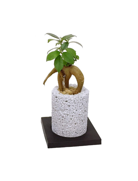 【メーカー直送(送料込)】＜eco-pochi＞おしゃれに消臭できるインテリアグリーン/シリンダー(ガジュマル)