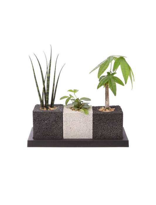 【メーカー直送(送料込)】＜eco-pochi＞おしゃれに消臭できるインテリアグリーン/トゥーリオ(観葉セット)