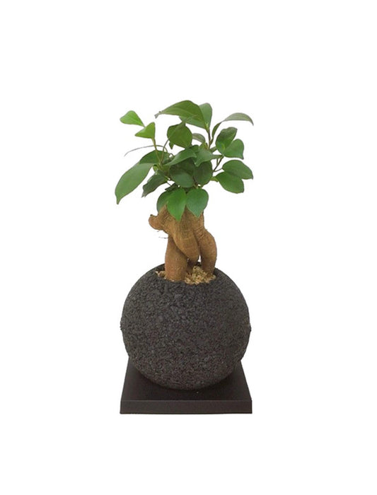 【メーカー直送(送料込)】＜eco-pochi＞おしゃれに消臭できるインテリアグリーン/スフィア(ガジュマル)