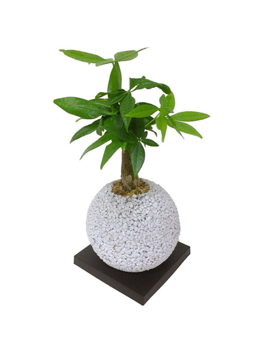 【メーカー直送(送料込)】＜eco-pochi＞おしゃれに消臭できるインテリアグリーン/スフィア(パキラ)