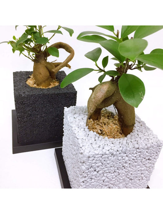 【メーカー直送(送料込)】＜eco-pochi＞おしゃれに消臭できるインテリアグリーン/キューブ(ガジュマル)