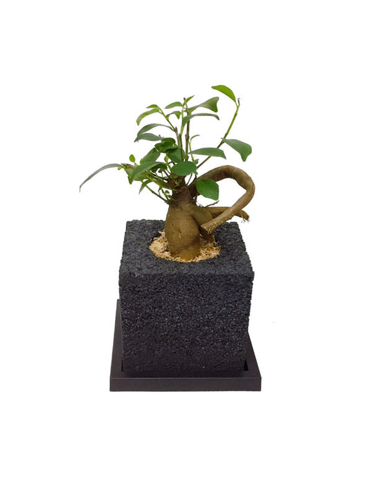 【メーカー直送(送料込)】＜eco-pochi＞おしゃれに消臭できるインテリアグリーン/キューブ(ガジュマル)
