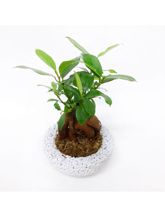 【メーカー直送(送料込)】＜eco-pochi＞おしゃれに消臭できるインテリアグリーン/わん(ガジュマル)