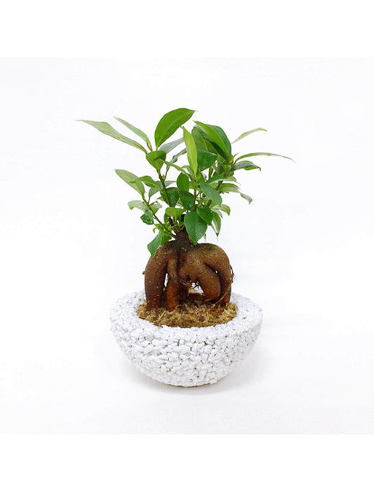 【メーカー直送(送料込)】＜eco-pochi＞おしゃれに消臭できるインテリアグリーン/わん(ガジュマル)