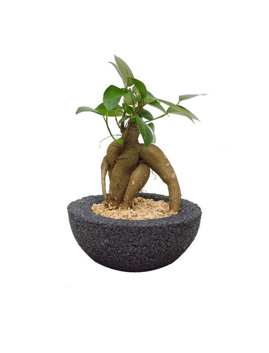 【メーカー直送(送料込)】＜eco-pochi＞おしゃれに消臭できるインテリアグリーン/わん(ガジュマル)