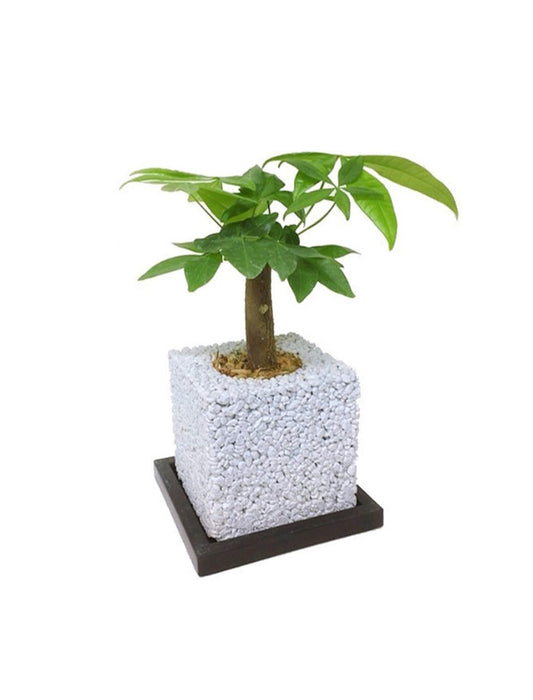 【メーカー直送(送料込)】＜eco-pochi＞おしゃれに消臭できるインテリアグリーン/キューブ(パキラ)