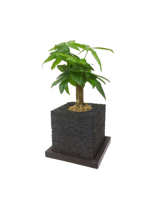 【メーカー直送(送料込)】＜eco-pochi＞おしゃれに消臭できるインテリアグリーン/キューブ(パキラ)
