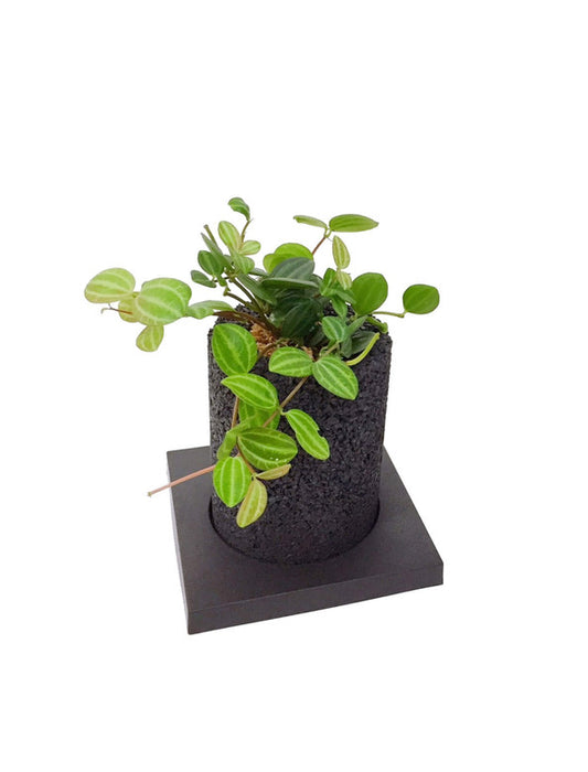 【メーカー直送(送料込)】＜eco-pochi＞おしゃれに消臭できるインテリアグリーン/シリンダー(ぺぺロミア・アングラータ)