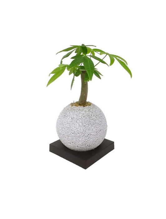 【メーカー直送(送料込)】＜eco-pochi＞おしゃれに消臭できるインテリアグリーン/スフィア・ミニ(パキラ)