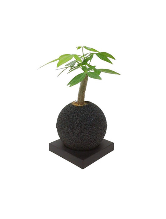 【メーカー直送(送料込)】＜eco-pochi＞おしゃれに消臭できるインテリアグリーン/スフィア・ミニ(パキラ)