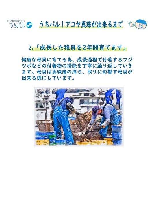 【メーカー直送(送料込)】うちパル! 真珠取り出し体験キット1個