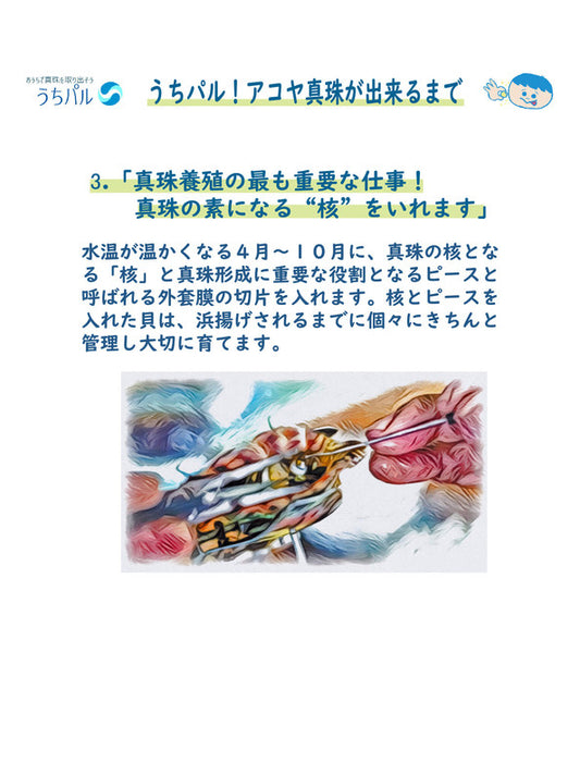 【メーカー直送(送料込)】うちパル! 真珠取り出し体験キット1個