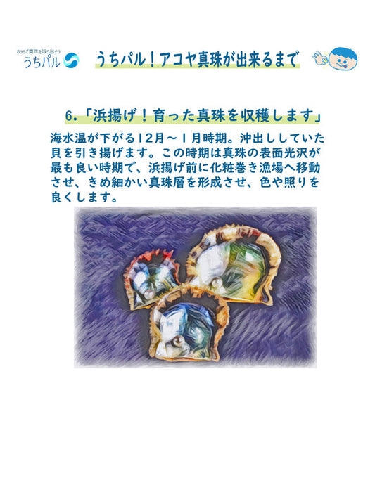 【メーカー直送(送料込)】うちパル! 真珠取り出し体験キット1個