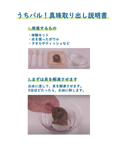 【メーカー直送(送料込)】うちパル! 真珠取り出し体験キット2個セット