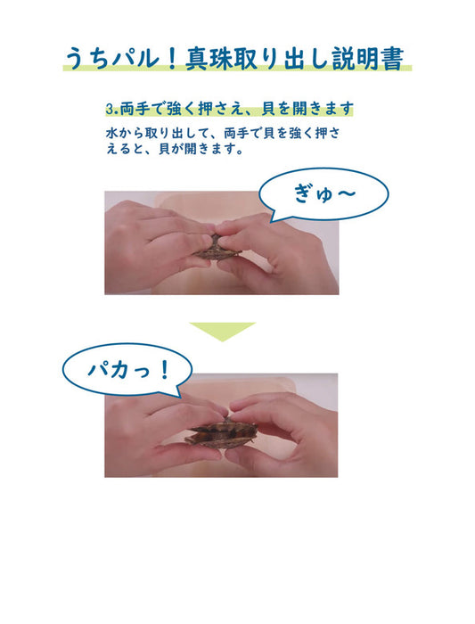【メーカー直送(送料込)】うちパル! 真珠取り出し体験キット2個セット
