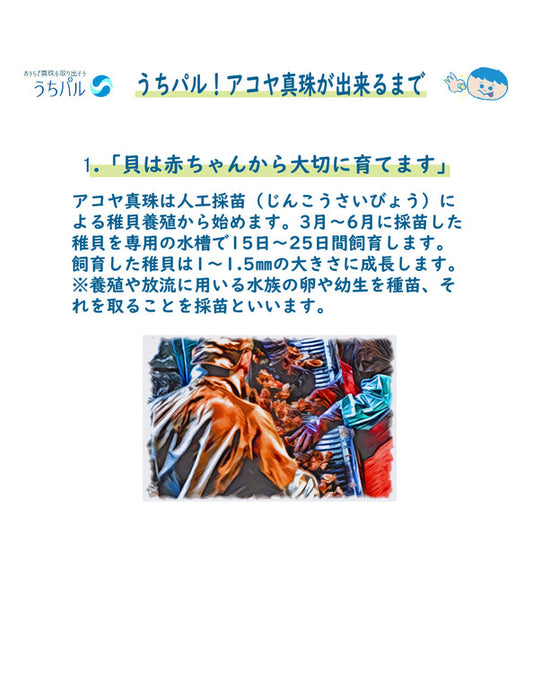 【メーカー直送(送料込)】うちパル! 真珠取り出し体験キット5個セット