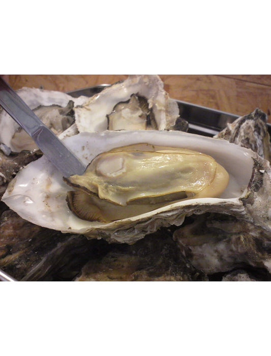【お取り寄せ(送料込)】＜三養水産＞手軽に簡単調理! 牡蠣の缶カン焼きセット