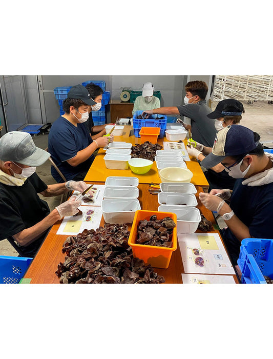 【お取り寄せ(送料込)】＜千房＞本場大阪 名店の味 国産きくらげ入り豚モダン焼6枚セット（NFB6）